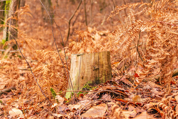 Autumn leaves in the forest. Tree stump among ferns in autumn colors. Mono color.