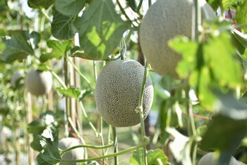 Fresh melon on tree in Organic Farm.