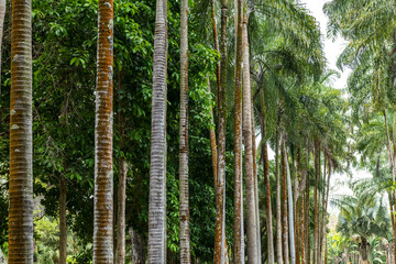 Fototapeta premium Palmenallee