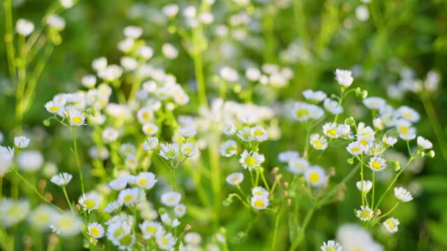 Background video depicting small wildflowers in sunlight. Small white daisies with yellow centers with a pleasant aroma. High quality 4k footage