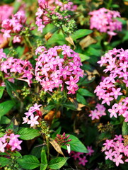 Pentas lanceolata, commonly known as Egyptian starcluster, is a species of flowering plant in the madder family, Rubiaceae that is native to much of Africa as well as Yemen. Egyptian star flower with 
