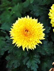 Flowers, Beautiful  Yellow Chrysanthemum,isolated background.