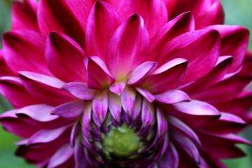 Obraz premium Dahlie rot, rote Dahlie, Dalie, Dalien, Blüte bunt ,violett