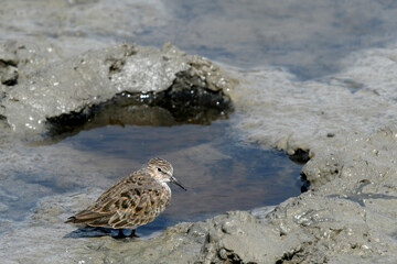 Temminck's stint // Temminckstrandläufer (Calidris temminckii) 