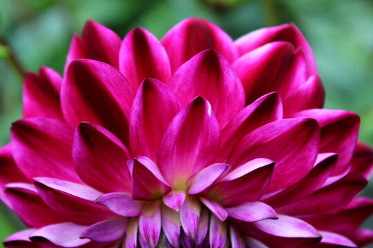 Dahlie rot, rote Dahlie, Dalie, Dalien, Bl&uuml;te bunt