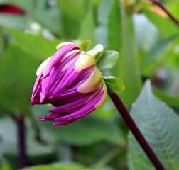 Dahlie Blume Bl&uuml;te Garten 