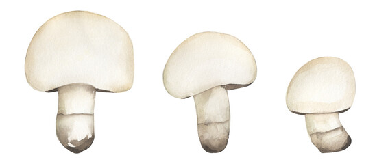 Watercolor Champignon fungi illustration set, fungus clipart. Hand drawn watercolor mushroom , graphics elements