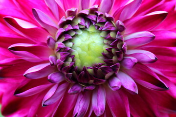 Dahlie Blume Blüte Garten 