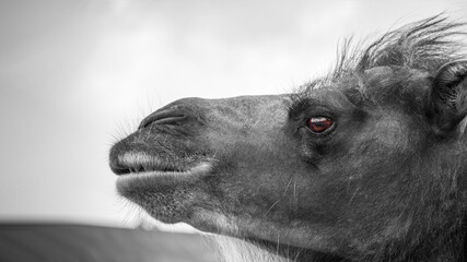 Shaggy camel