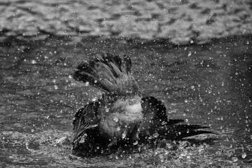 Taube badet in einer Regenpfütze