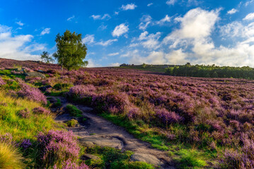 lavender field in region, Millstone Edge