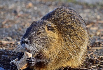 Nutria (Myocastor coypus) beim Fressen