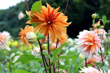 Dahlie orange, lachsfarben , Blüte, Garten 