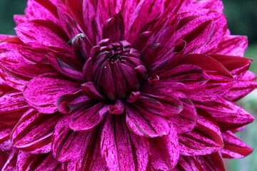 Dahlie rot, gestreift, pink, Garten 