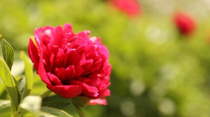 Beautiful red peony outdoors on spring day, closeup