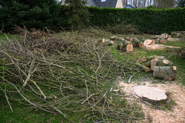 Elagage et coupe d'arbres chez un particulier. Troncs découpés au sol. Bois de chauffage