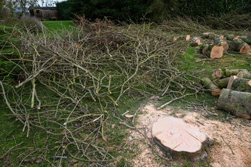 Obraz premium Elagage et coupe d'arbres chez un particulier. Troncs découpés au sol. Bois de chauffage