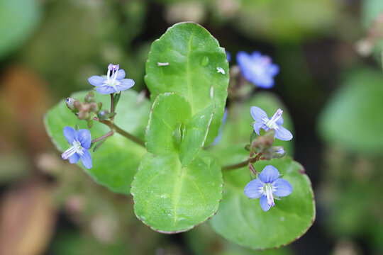  European speedwell, Veronica beccabunga, also known as brooklime, wild aquatic plant from Finland