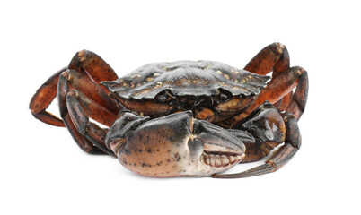 One fresh raw crab isolated on white