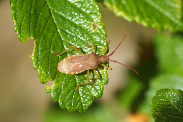 Box bug (Gonocerus acuteangulatus), family Coreidae on a leaf of a burnet rose. Spring, May, Netherlands