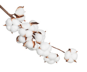 Beautiful dried cotton branch with fluffy flowers isolated on white