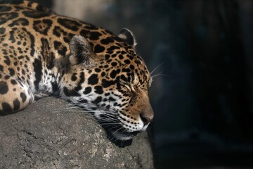 伏せて眠るジャガーの横顔