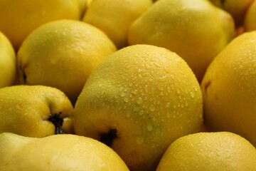 Delicious ripe quinces with water drops as background, closeup