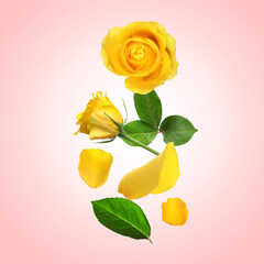 Beautiful yellow roses and green leaves in air on pink background