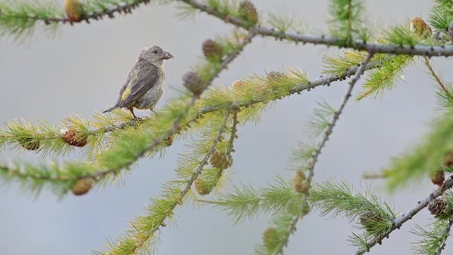 The red crossbill female flies from a larch (Loxia curvirostra)