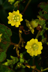 Merremia hederacea is a small weed. It has very beautiful flowers and leaves. It has bright green, heart-shaped leaves and yellow flowers with white centers, making it easy to spot