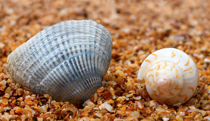 Two seashell on sand - 702132441