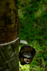 taping latex extracted from rubber tree
