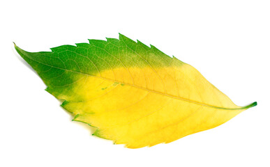 Multicolor leaf from virginia creeper