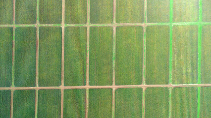 Aerial view of pineapple plantation, green feild