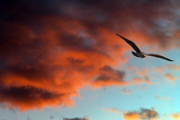 Seagull against sunset sky