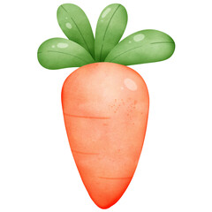 cute watercolor fresh carrot isolated 