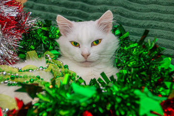 Muzzle of a beautiful fluffy white cat on a green sofa in multi-colored New Year's tinsel and...