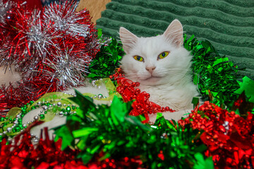 A beautiful cat with large white ears and yellow eyes falls asleep in Christmas decorations close-up