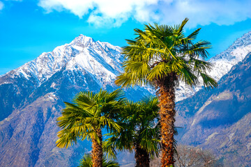 palm tree snow mountain - summer and winter blend - palms and mountains with snow background