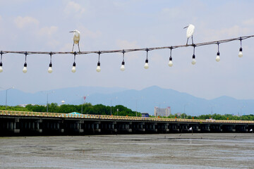 Egret bird rest on lighting wire with bridge and sea background