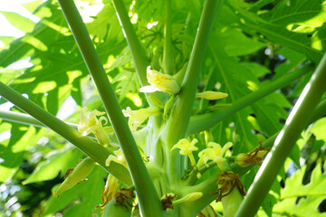 Papaya flower blossom close up shot, Agriculture