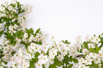 Hawthorn (Crataegus monogyna) flowers isolated on white background