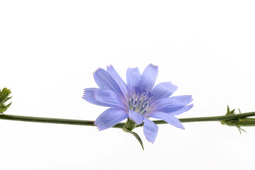 Cichorium intybus - common chicory flowers isolated on white background. Flowers of chicory for...