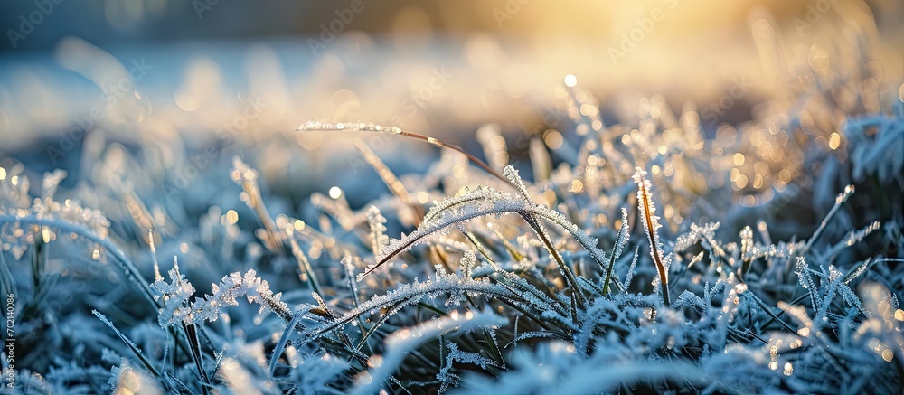 Poster Grass covered with frost in winter Frozen grass. with copy space image. Place for adding text or design