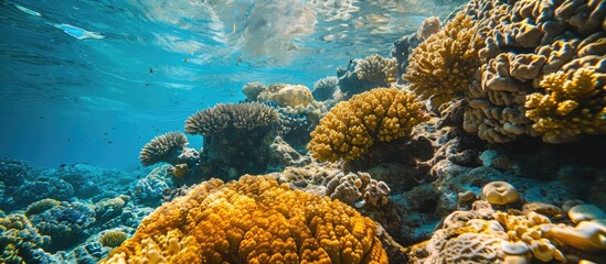 Naklejka na ściany i meble Colorful picturesque coral reef at bottom of tropical sea hard corals and yellow sarcophyton leather coral underwater landscape. with copy space image. Place for adding text or design