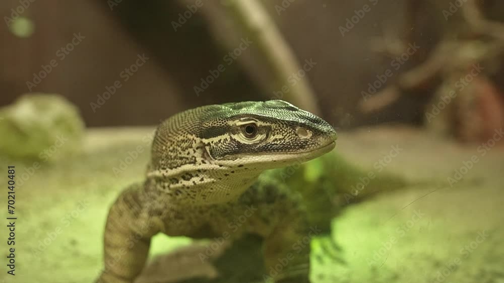 Poster big varanus lizard using his toungue against the window in reptile conservation.