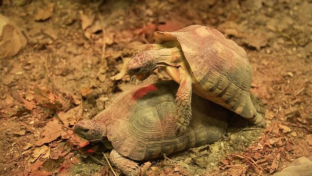 Two testudo tortoises mating in reptile zoo. Endangered spiecies mating in season.