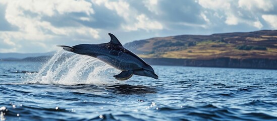 Common dolphin delphinius delphis leaping clear of the water during a whale watching tour from Tobermory on the Isle of Mull Inner Hebrides Scotland. with copy space image