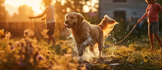 Fotobehang Father Daughter Son Play With Loyal Golden Retriever Dog Tries to Catch Water from Garden Water Hose Family Spending Fun Outdoors Time Together in Backyard Golden Hour Sunset. with copy space image © vxnaghiyev