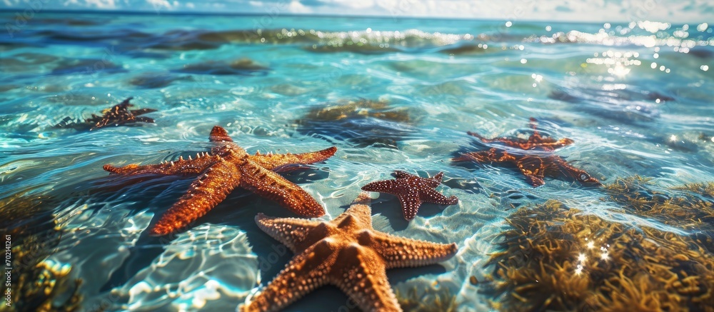 Poster coral reef with starfish and colorful tropical fish caribbean sea. with copy space image. place for 